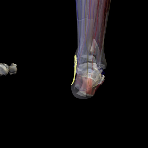 足の屈筋支帯1